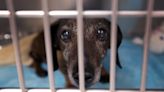 Commissioners ignoring pleas for more funding for Clermont County Animal Shelter | Opinion
