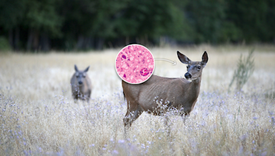 CDC: Deer meat didn't cause hunters' deaths; concerns about chronic wasting disease remain