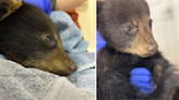 Orphaned bear cub thriving after rescue, wildlife refuge says