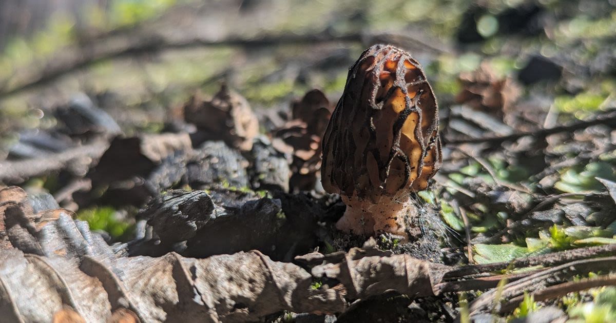 Spring rains bring treasures for those who look as the mushroom hunting season picks up