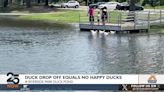 Dropped off unwanted ducks not welcome in city's duck pond