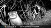 American River Otters spotted in Ridley Creek for first time in over 100 years: 'Monumental event'