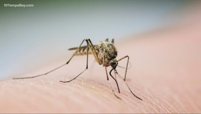 Dengue fever confirmed in Hillsborough County, health officials say