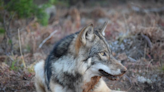 Gray wolves, the U.P.’s most controversial animal