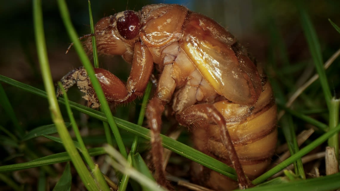 Billions of cicadas are about to emerge from underground in a rare double-brood convergence