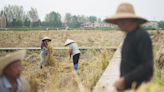 Extreme weather and war in Ukraine bring food security into sharp focus in China