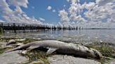 The race to open the Florida coast to industrial fish farms can be stopped | Opinion