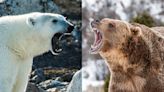 Polar Bear vs Grizzly Bear