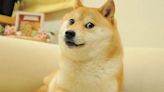 Murió Kabosu, la perra de los memes virales que inspiró el logo de una criptomoneda