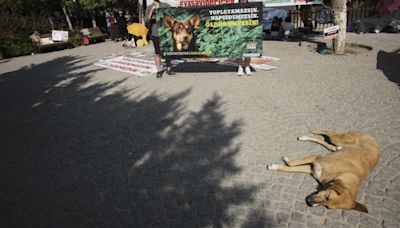 Turquie: l'Assemblée doit se prononcer sur la régulation des chiens errants