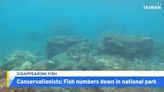 Divers Report Low Fish Populations in National Park in Taiwan - TaiwanPlus News