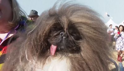 Meet Wild Thang - the world’s ugliest dog