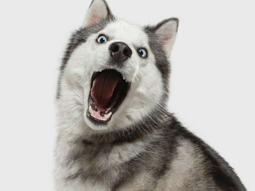 Disgruntled Husky Arguing With Mom Over Retrieving Her Ball Is Cracking People Up