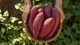 False Facts About Sweet Potatoes You Thought Were True