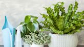 How to Clean Your Houseplants the Right Way—Plus, Martha's Best Tips