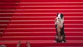 Messi the dog comes to Cannes for an encore