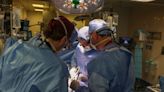 Surgeons carry out first ever kidney transplant from genetically modified pig to human