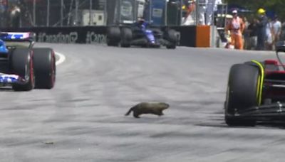 Canadian Grand Prix’s biggest crowd pleasers are ... groundhogs?