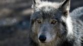 Wolf or coyote? Wildlife mystery in Nevada solved with DNA testing