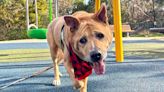 'Gentleman' Senior Dog in Shelter for 2 Years Finds Ideal Adopter in Fellow Senior Citizen (Exclusive)