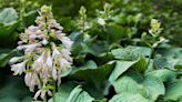 How and when to divide hostas – tips for splitting up these pretty foliage plants