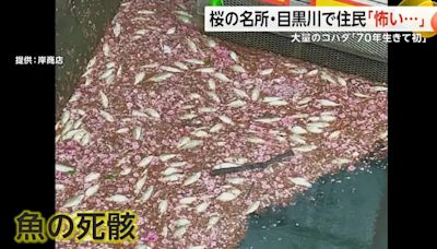 日本知名賞櫻景點現大量魚屍 居民心慌