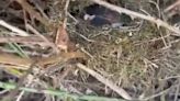 ‘Bird nests destroyed’ on Yew Tree Farm as scrub cleared