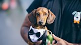 Friends Create Wedding Planning Service for Dogs So Pups Can Attend Their Owner's Big Day Stress-Free