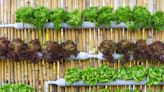 Save Money, Space, and Even Water With This DIY Hydroponic Garden