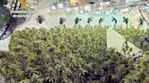La Guardia Civil detiene a tres personas en Cartagena por un cultivo de marihuana de 700 plantas