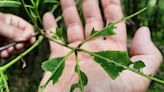 Cankerworms defoliated trees in southwestern Pennsylvania. Here's what you need to know