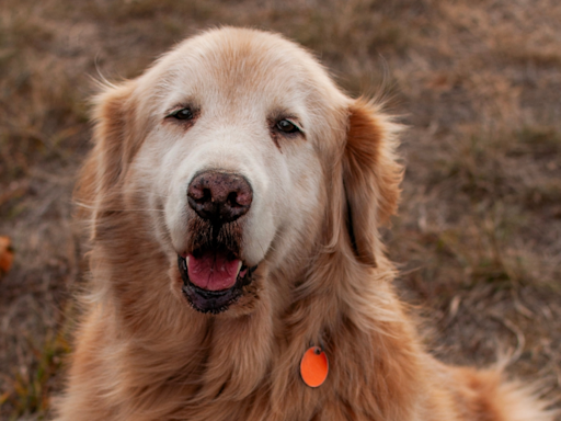 Mom's Final 'Pup Cup Date' with Golden Retriever Is Making People Sob