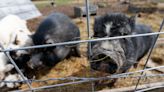 Delaware warns of loose potbellied pigs that can damage property and spread disease