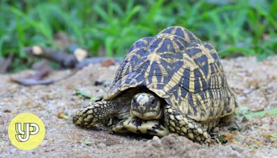 Malaysia rescues hundreds of tortoises from ‘Ninja Turtle Gang’