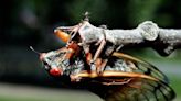 This fungus turns cicadas into 'zombies' after being sexually transmitted