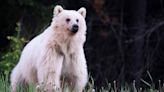 Mourning loss of beloved blond bear, wildlife advocates want more protection for the animals