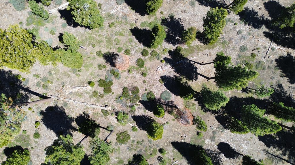 Is the death rate of Tahoe trees getting better or worse?