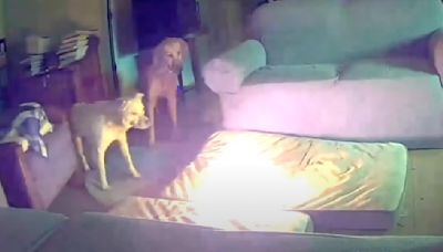 Video shows dog starting fire after chewing on lithium-ion battery