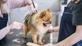 Dog Grooming: Do It Yourself or Go to a Professional Dog Groomer?