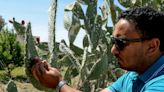 Insect infestation ravages North African prickly pear