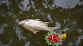 Thai Officials Warn Releasing Fish Into Nature Won’t Bring Good Karma but Ecological Harm