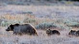 Army veteran seriously injured by grizzly bear protecting her cub at Grand Teton National Park