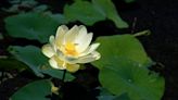 Monroe County's lotuses will bloom soon, thanks to restoration efforts