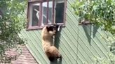 Bear Caught Snooping Through Colorado Home Gets Stuck on Window During Escape Attempt — Watch!