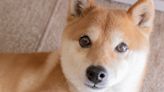 Shiba Inu Could Fall 97% by 2030, New Survey Shows