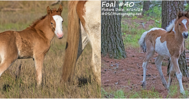 Two Buyback Foals Smash Previous Bid Records at 2024 Chincoteague Pony Auction