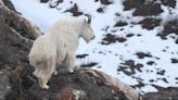 Alaska Science Forum: Mountain goats live and die on the edge | Juneau Empire