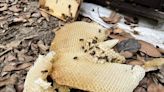 龍眼、荔枝不開花釀「盜蜂」 農業部增訂蜂群損失天災現金救助條件