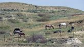 Wild horses that roam Theodore Roosevelt National Park may be removed. Many oppose the plan