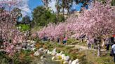 Festival de Cherry Blossom en el Jardín Japonés en Balboa Park está de regreso